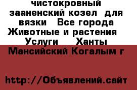 чистокровный зааненский козел  для вязки - Все города Животные и растения » Услуги   . Ханты-Мансийский,Когалым г.